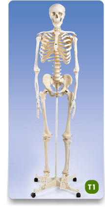 Model  szkieletu człowieka, wielkość naturalna, na podstawie